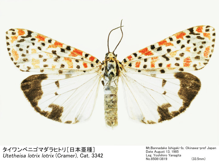 珍品☆アトラスオオカバマダラ＜ヨナグニサン＞ 標本 611☆他6種類